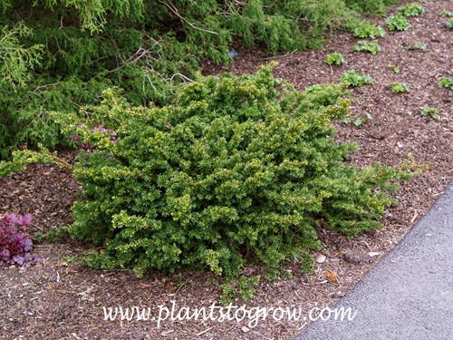 'Everlow Yew' (Taxus x media)